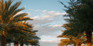 Part III — When Solidarity Turns Against the People A photograph of the entrance to a sunny, upscale gated community featuring a closed metal gate flanked by two large stone and stucco pillars. The driveway is paved with brick, and tropical palm trees line both sides of the entrance, illuminated by warm, late-afternoon sunlight.